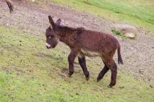 A young domestic donkey, Equus (africanus) asinus stands on a green paddock