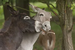 Young Domestic Donkeys (Equus asinus asinus)