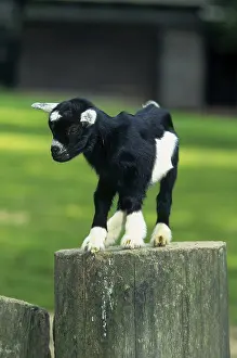 Young domestic goat