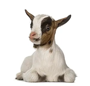 Young domestic goat