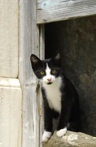 Young domestic kitten, bicolour
