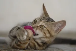 Young domestic kitten, tortie tabby with white