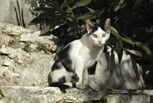 Young domestic kitten, white and black