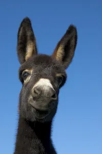 Young donkey