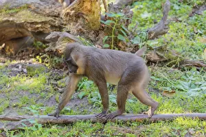A young drill (Mandrillus leucophaeus) runs across the green forest floor between rocks and logs