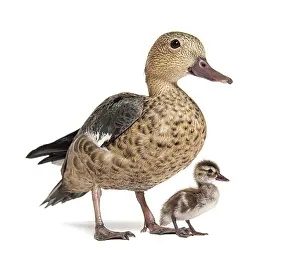 Young duckling of Madagascar teal duck