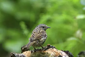 Young dunnock (Prunella modularis)