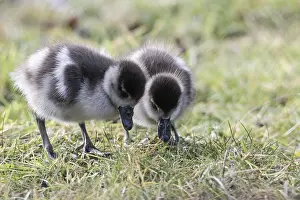 Young Egyptian Geese (Alopochen aegyptiaca)