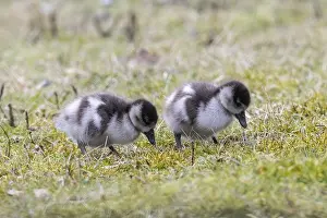 Young Egyptian Geese (Alopochen aegyptiaca)