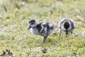 Young Egyptian Geese (Alopochen aegyptiaca)