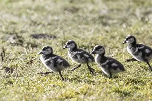 Young Egyptian Geese (Alopochen aegyptiaca)