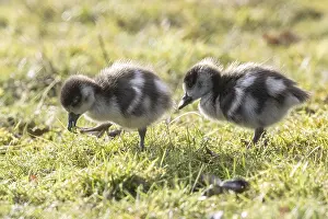 Young Egyptian Geese (Alopochen aegyptiaca)