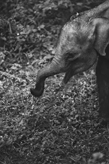 A young elephant calf grazing in its natural environment