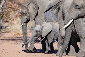 Young elephant among other elephants in the herd