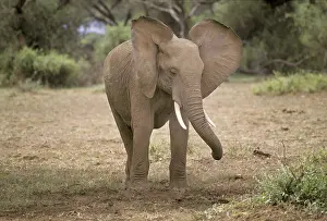 Young elephant with waving ears