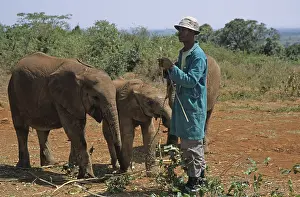 Young elephants (Loxodonta africana) and keeper