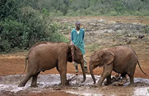 Young elephants (Loxodonta africana) and keepers