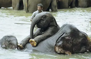 Young elephants playing in the water