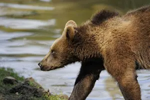 Young Eurasian brown bear (Ursus arctos arctos) at the shore of a lake