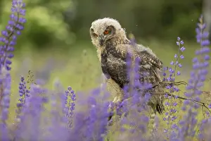 One young Eurasian Eagle Owl, Bubo bubo