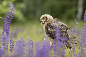 One young Eurasian Eagle Owl, Bubo bubo