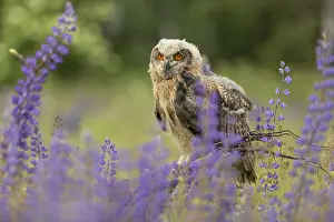 One young Eurasian Eagle Owl, Bubo bubo