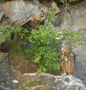 Two young Eurasian eagle-owls (Bubo bubo) in a quarry