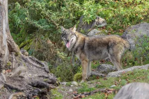 A young eurasian grey wolf (Canis lupus lupus) runs across a steep hillside