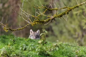 A young eurasian grey wolf (Canis lupus lupus) stands on a green meadow behind a rim of a small hill