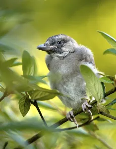 Young Eurasian Jay (Garrulus glandarius)