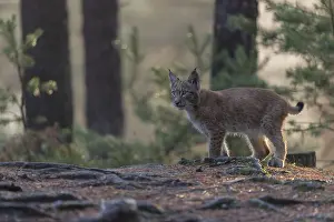 One young Eurasian lynx, (Lynx lynx)