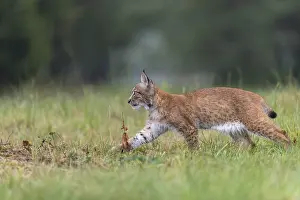 One young Eurasian lynx, (Lynx lynx)