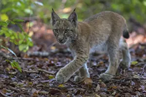 One young Eurasian lynx, (Lynx lynx)