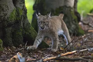 One young Eurasian lynx, (Lynx lynx)