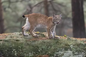 One young Eurasian lynx, (Lynx lynx)
