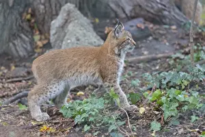 One young Eurasian lynx, (Lynx lynx)