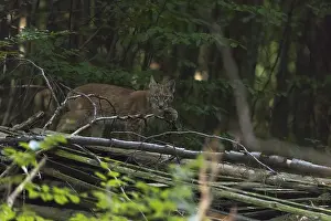 One young Eurasian lynx, (Lynx lynx)