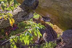 One young Eurasian lynx, (Lynx lynx)