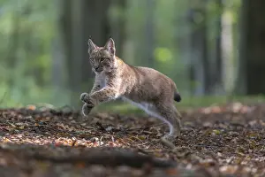 One young Eurasian lynx, (Lynx lynx)