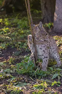 Two young Eurasian lynx, (Lynx lynx)