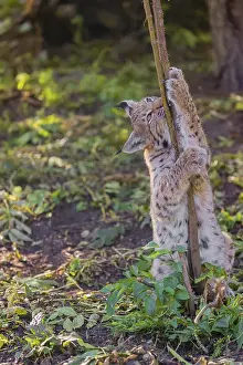 One young Eurasian lynx, (Lynx lynx)