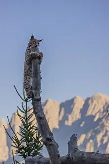A young Eurasian lynx, (Lynx lynx) climbs in a dead tree