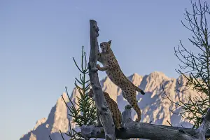 A young Eurasian lynx, (Lynx lynx) climbs in a dead tree