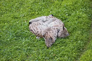 Two young Eurasian lynx (Lynx lynx) play on a meadow