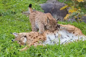 A young Eurasian lynx (Lynx lynx) plays with his mother in a green meadow