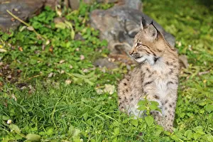 A young Eurasian lynx (Lynx lynx) sits on a meadow
