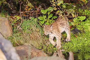 A young Eurasian lynx (Lynx lynx) stands partially in the water of a pond