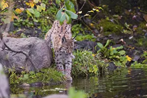 A young Eurasian lynx, (Lynx lynx) stands partially in the water of a pond