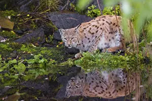 A young Eurasian lynx, (Lynx lynx) stands at a small pond and drinks