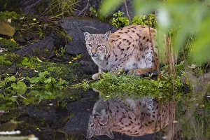 A young Eurasian lynx, (Lynx lynx) stands at a small pond and drinks